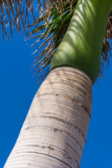 Stamm einer Palme im Sonnenlicht