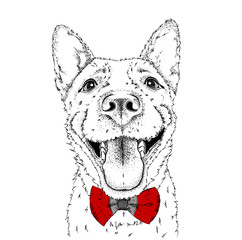 A smiling dog  in a tie. Vector illustration