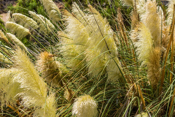 Schilfrohr mit gelben Blüten © zauberblicke