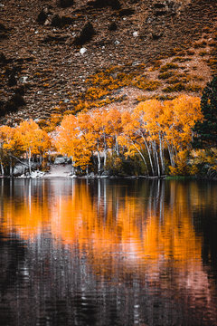 Orange Cedar Leaves on Lake