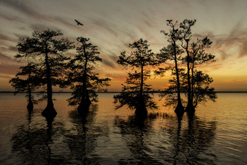 Osprey flying with cypress trees at sunset on lake in Florida
