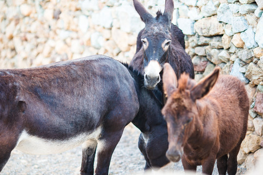 Funny donkeys on road in greek mountains. The best photo of donkey in the world.