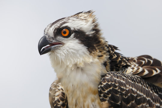 Osprey chick head portrait in Florida