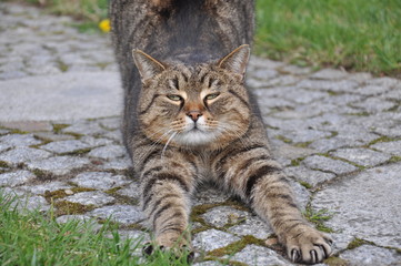 kot © Ewelina