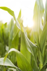 corn plant seedlings