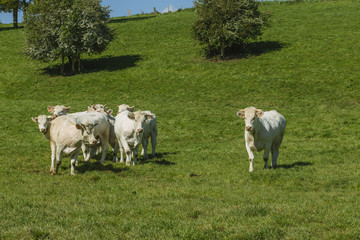 Cows grazing on grassy green field on a bright sunny day. Normandy, France. Cattle breeding and industrial agriculture concept. Summer countriside landscape and pastureland for domesticated livestock