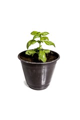 green plant in pot isolated on white background