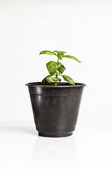green plant in pot isolated on white background