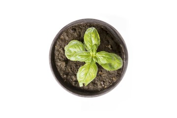 green plant in pot isolated on white background