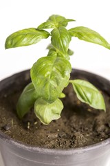 green plant in pot isolated on white background