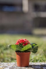 red flower in pot