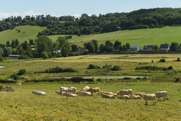 Cows grazing on grassy field on a bright sunny day. Normandy, France. Cattle breeding and industrial agriculture concept. Summer countryside landscape and pastureland for domesticated livestock.