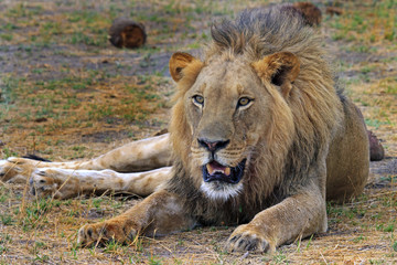 Obraz premium Large Male African Lion (Leo Panthera), resting on the plains in Hwange National Park, Zimbabwe