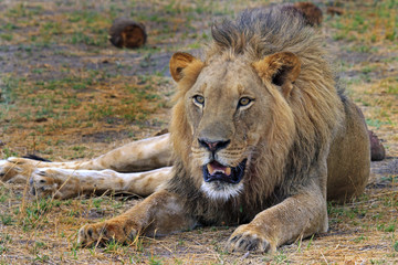 Obraz na płótnie Canvas Large Male African Lion (Leo Panthera), resting on the plains in Hwange National Park, Zimbabwe