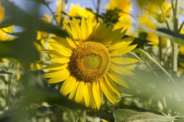 Fototapete bei efototapeten.de bestellen   