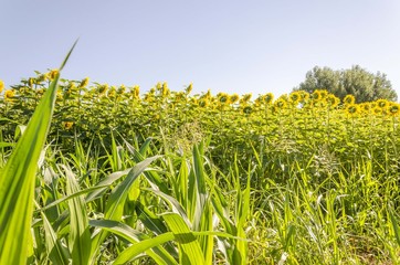 Fototapete bei efototapeten.de bestellen   
