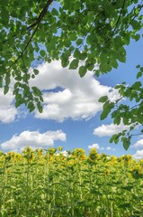 sun flower plants