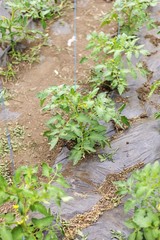 Naklejka premium tomato plant