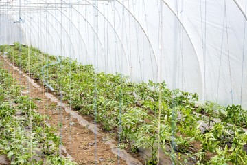 tomato plant