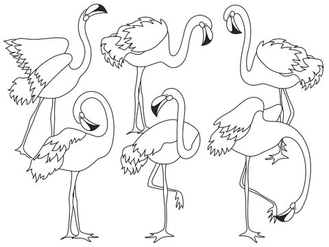Vector Set of Beautiful Elegant Flamingos. Vector Flamingo
