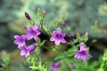 Bellflower, Aragats area, Lesser Caucasus, Armenia