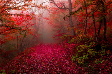 autumn forest 10