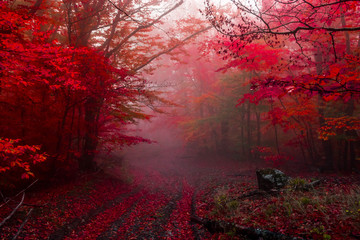 Obrazy  jesienny las 5