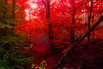 Obrazy na Szkle  jesienny las 4
