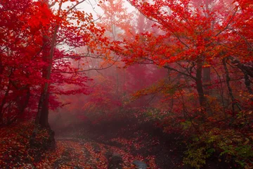 Fototapete Rund Rot Lila Herbstwald 3  © andreymuravin