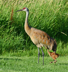 Sandhill Crane with hatchling