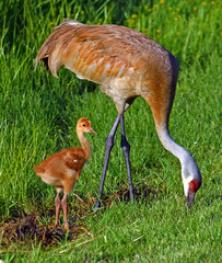 Sandhill Cranes with hatchling