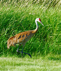Baby Sandhill Crane learning to forage