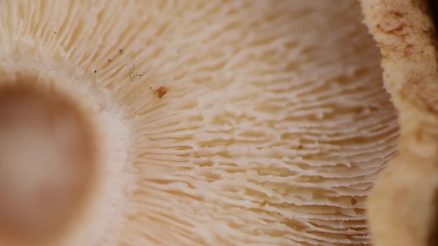 Raw Shiitake mushrooms seamless loopable ( 4K UHD)