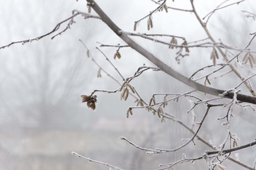 Fototapeta na wymiar frozen hazelnut tree in winter 