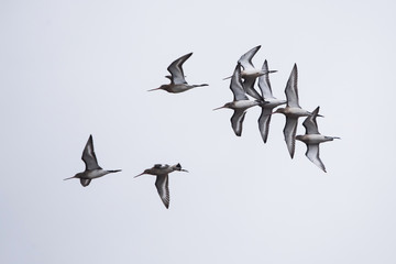 Bar-tailed Godwit, Limosa lapponica