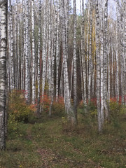 Autumn birch forest