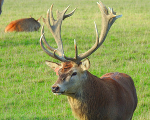 Stag