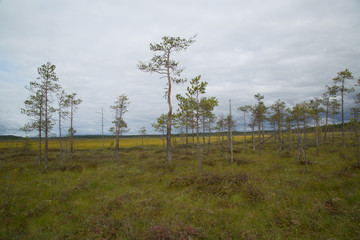 Panorama swamp area of the national park Patvinsuo, summer 
