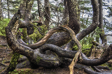 Old twisted trees