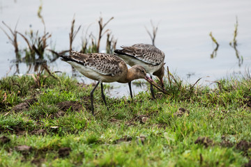 Bar-tailed Godwit, Limosa lapponica