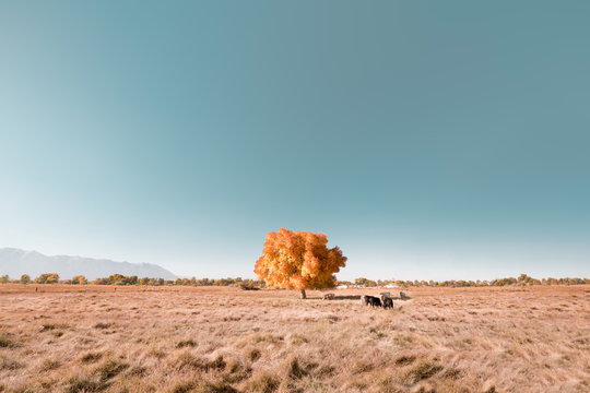 Autumn landscape with lone tree
