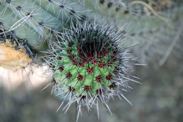 Beautiful Cactus in Bloom at Desert Botanical Garden Phoenix, AZ
