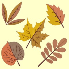 Autumn leaves on two color. Vector leaves Clip Art