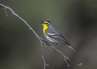 Grace's Warbler