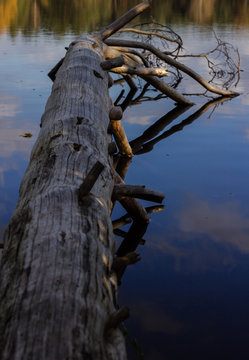tree stumb in a lake