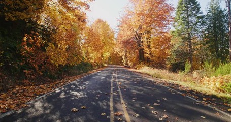 autumn road on a sunny day - Powered by Adobe