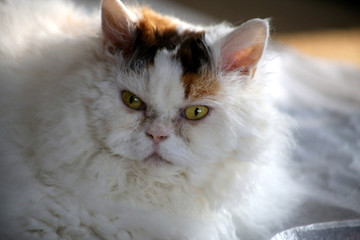 Selkirk Rex Katze Porträt
