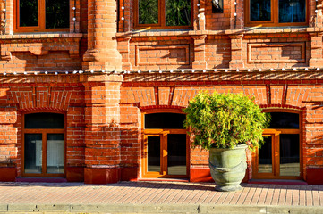 A flower pot with a bush of a tree stands at the red brick wall of an old house