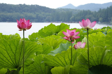 Lotus flowers on lake