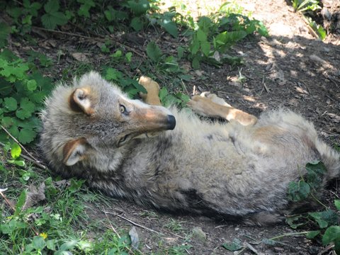 Lupo trentino